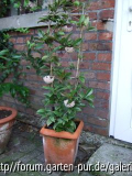 Hoya carnosa (Porzellan.- oder Wachsblume)