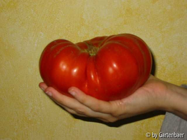 Unsere Lieblingstomate