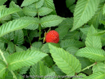 Rubus illecebrosus