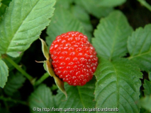 Rubus illecebrosus