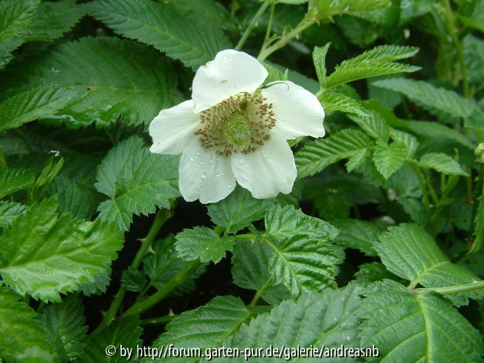 Rub-ill-Blüte