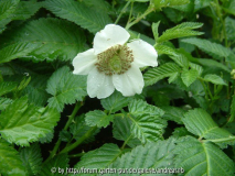 Rub-ill-Blüte