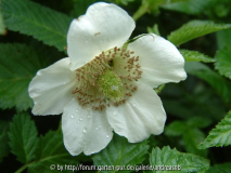 Rub-ill-Blüte_nah