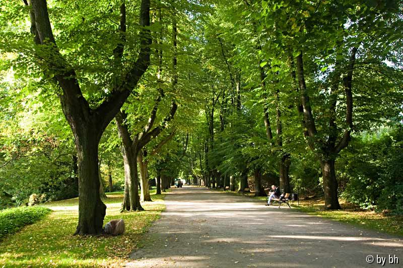 Lindenallee im September