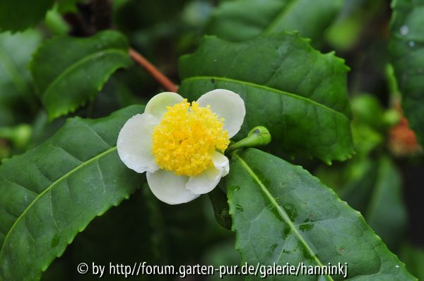 Camellia sinensis
