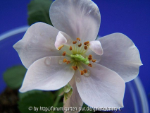 Mignon, 1.Blüte