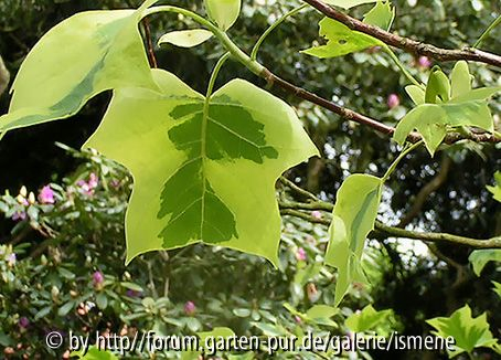 Liriodendron aureomarginata