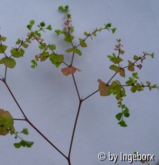 Euphorbien Sämling Blatt