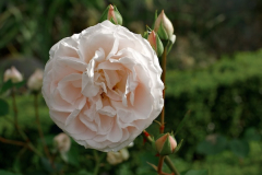 080906_SdM.jpg