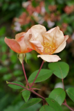 080906_Mutabilis.jpg