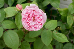 080906_Mme-E-Calvat_.jpg