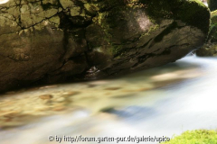 Bohinjsko JezeroIMG_2890jpg.jpg