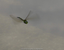 IMG_2816.jpg