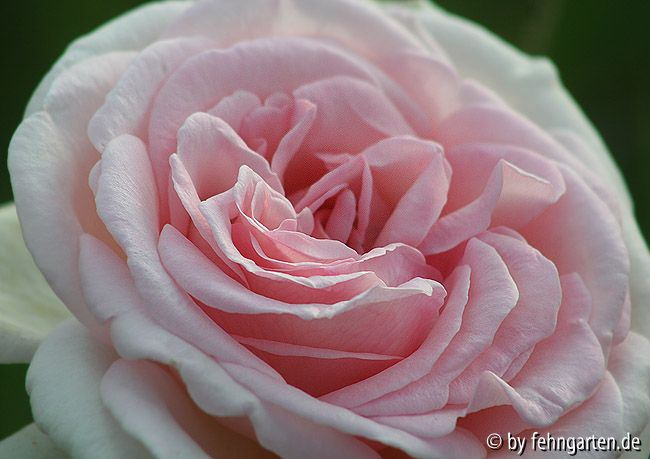 schloss ippenburg blüte detail