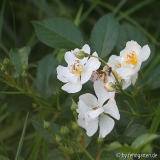 the fairy white???