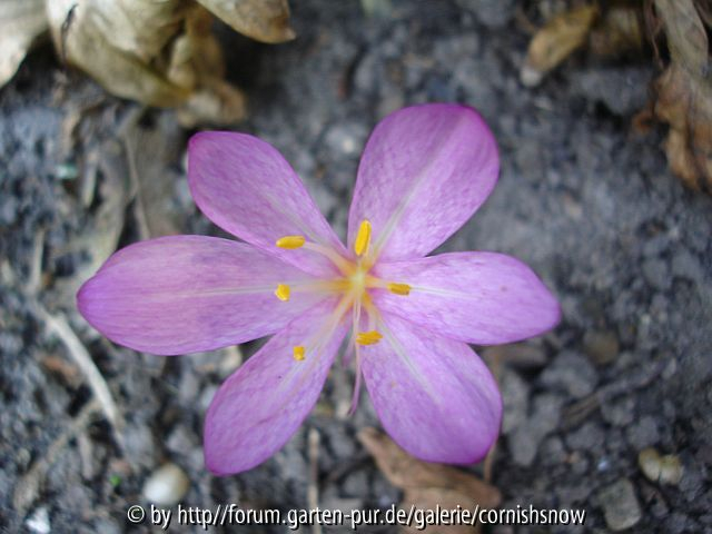 Colchicum cilicicum var. purpureum
