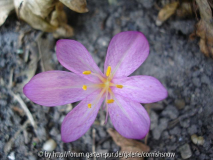 Colchicum cilicicum var. purpureum