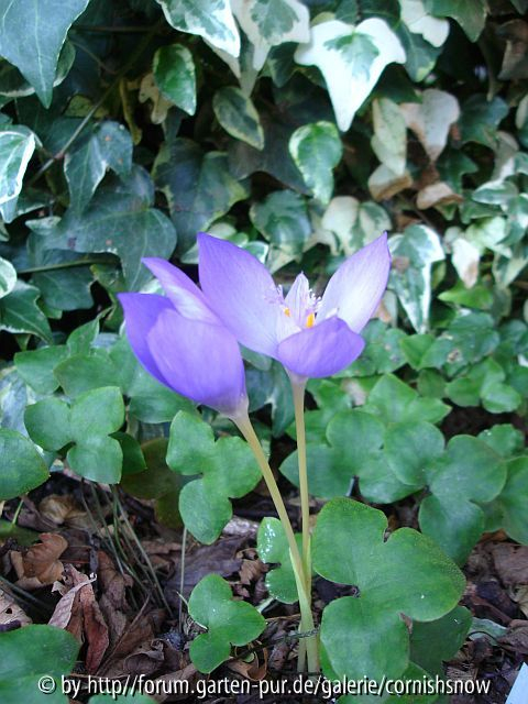 Crocus banaticus - 2008