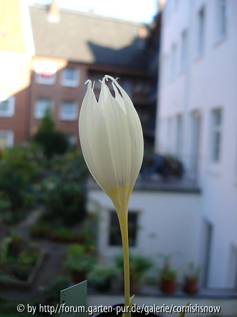 Crocus vallicola - 2008