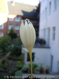 Crocus vallicola - 2008