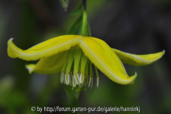 Clematis fruticosa
