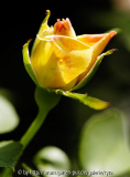 Honey-Dijon-Knospe-0753