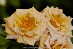 Honey-Dijon-2338
