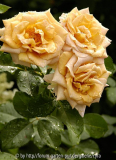 Honey-Dijon-2160