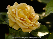 Honey-Dijon-10062