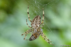 Spinne (Herbst)
