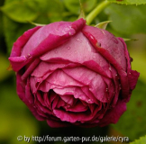Marie-Baumann-2274