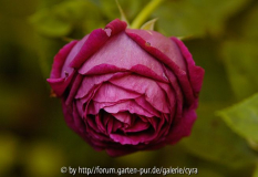 Marie-Baumann-2409