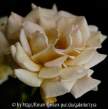 Honey-Dijon-7754.