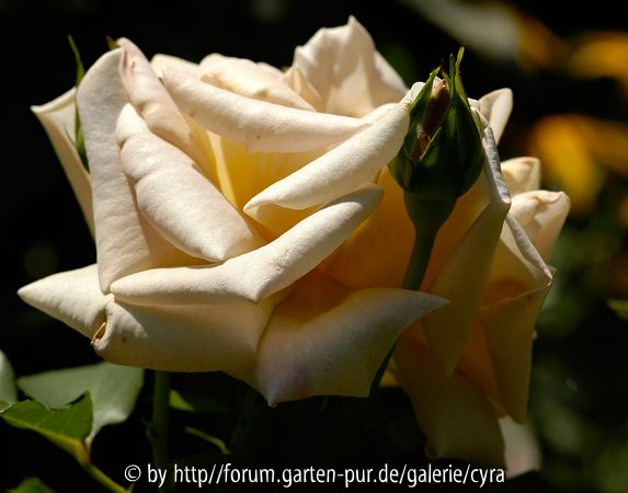 Honey-Dijon-1702