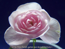 Seerose