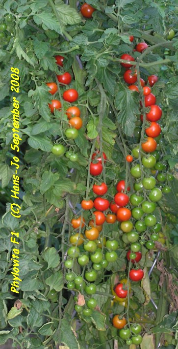 Phylovita F1