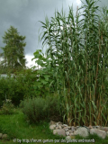 Arundo donax