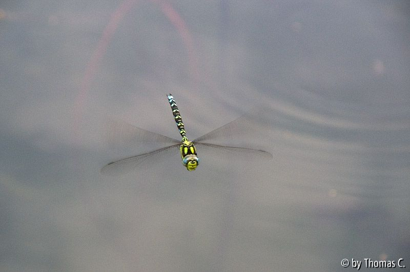 Libellenanflug