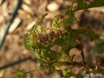 Fraßschaden an Rosa Rugosa Agnes