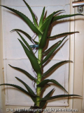 Aloe???