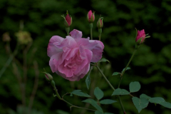 080913_OldBlush.jpg