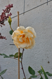 080913_Cl_LadyHillingod3.jpg