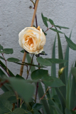 080913_Cl_LadyHillindon1.jpg