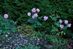 080913_OldBlushBeet.jpg