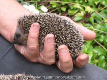 Igel auf Hand