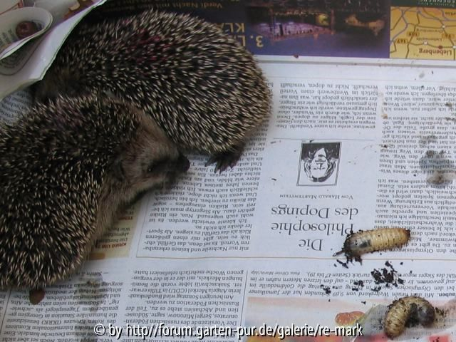 Igel und Engerlinge