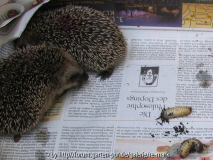 Igel und Engerlinge
