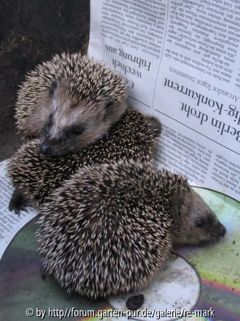 Igel ohne Schlafhaus