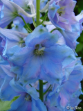 delphinium_nah_jun_05_21.jpg