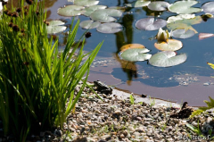 Frosch am Ufer